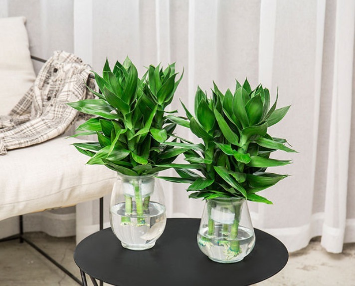 筋头竹|建议养花的人,别养富贵竹了,这种“竹子”更适合养护