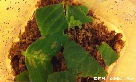一大|这些神奇的花,掐个叶片就发芽,眨眼就是一大盆,开花特漂亮