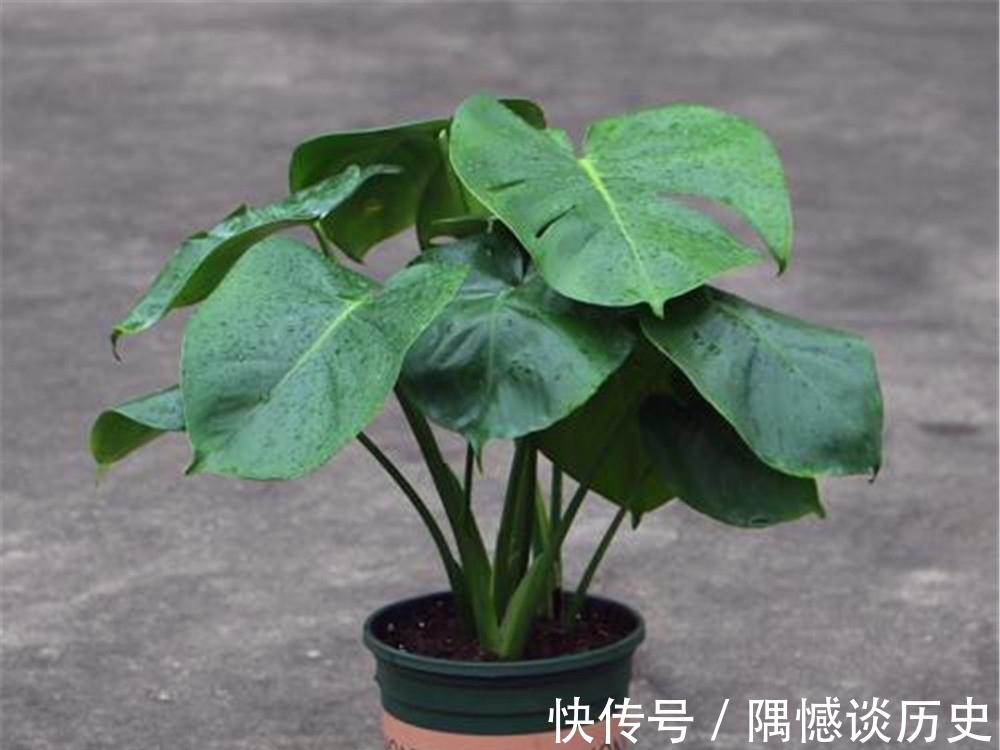 什么时候|盆景什么时候合适拿弯?一起来看看