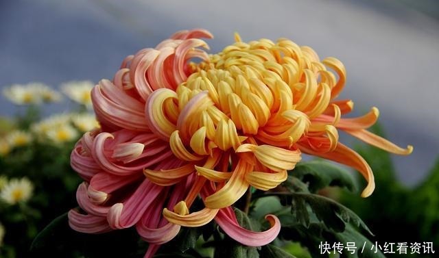 从不|智者,从不说的五句话!