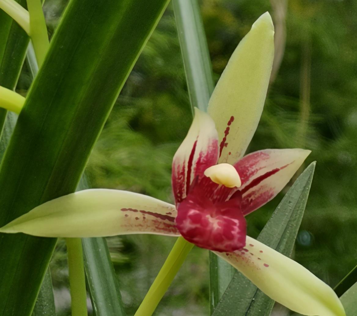 春兰|兰花中好养的品种就属建兰了,那建兰今年的网红产品是哪个?