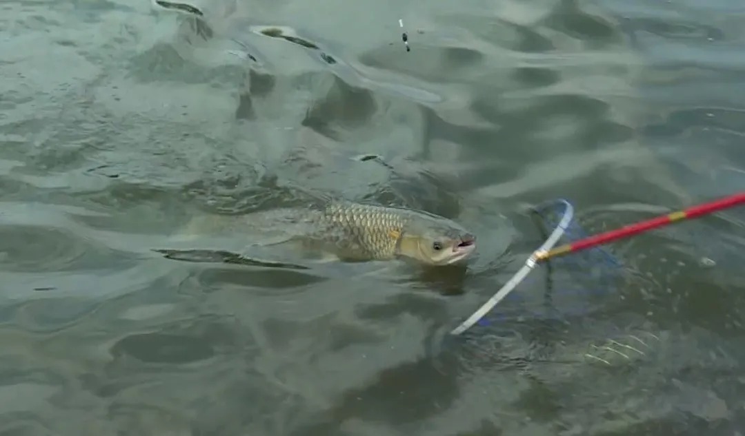 销售额|真能一包蓝鲫走天下吗?若早知晓问题所在,就知道少钓多少鱼了