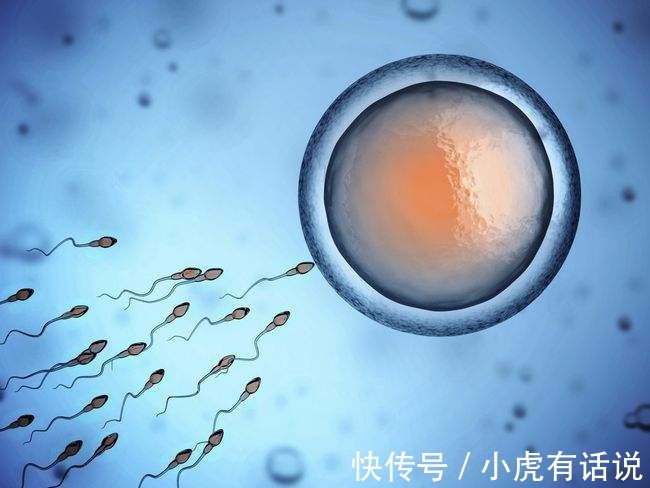 女性|生男生女,其实取决于女性!女人的卵子对男人的精子有选择权!