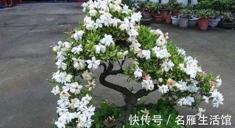 枝条|造成“栀子花”、“茉莉花”长势不好，元凶是它