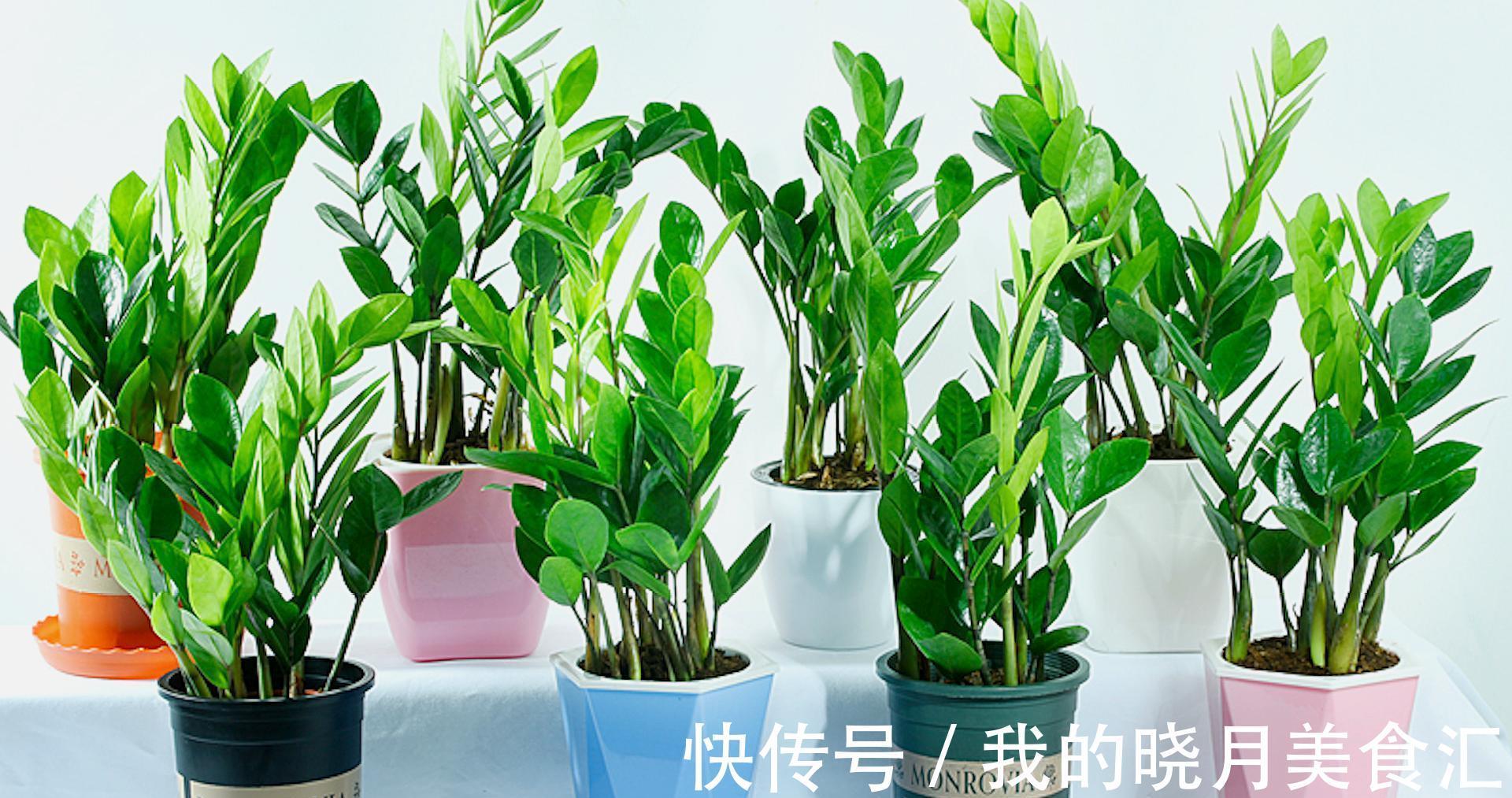 天冷后,需要“穷养”的六种花,水多易烂根,多晒爱生长