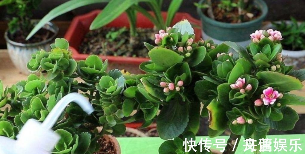 6种花怕水涝，勤快人养不好，浇水多了就烂根