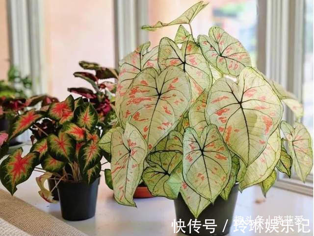 4种好运花,“养人”又吉祥,放在家里显“高级”,建议养一盆