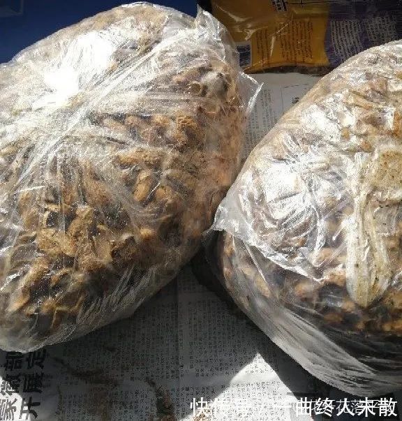 养花技巧1粒花生丢水里,比绿萝好看100倍,沤肥又能做菜