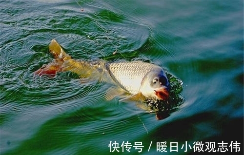 玉米粒|夏天不管是钓草鱼还是钓鲤鱼,玉米这样用,渔获至少多三条