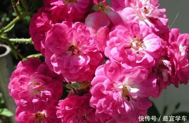 25款庭院月季推荐。助你打造五彩缤纷的庭院,丰花好养还能盆栽