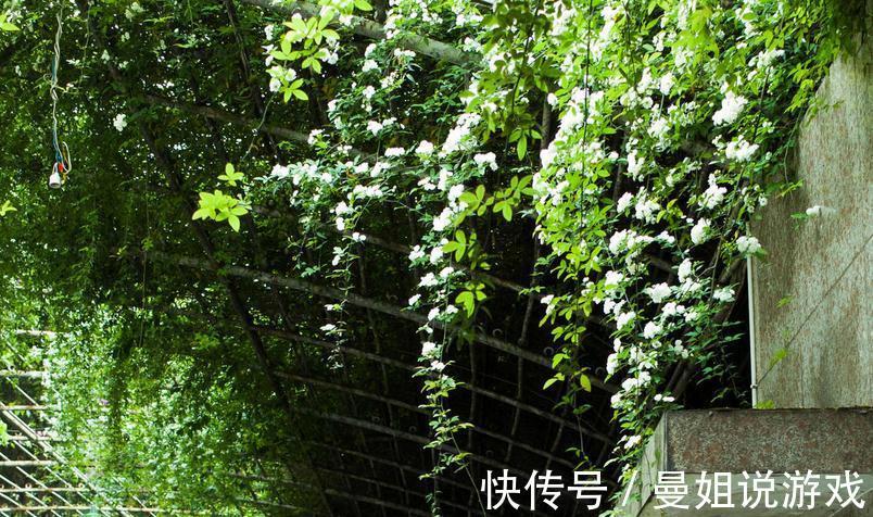 有院子就养木香花吧!繁殖能力超强,开花美又多、香味浓