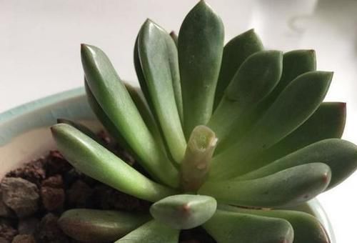 多肉红宝石徒长怎么办？