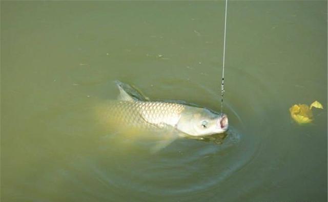 大鱼|钓鱼技巧:子线用长还是用短?看钓法、看鱼情,不能拍脑袋决定