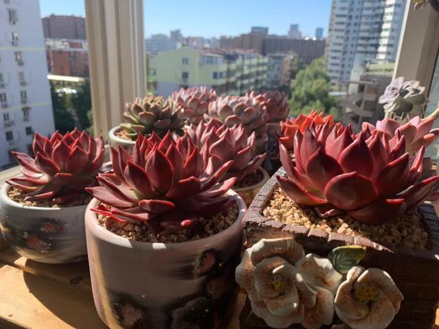 所爱隔山海,山海皆可平!多肉不只露养好看,灯光下的多肉也精彩