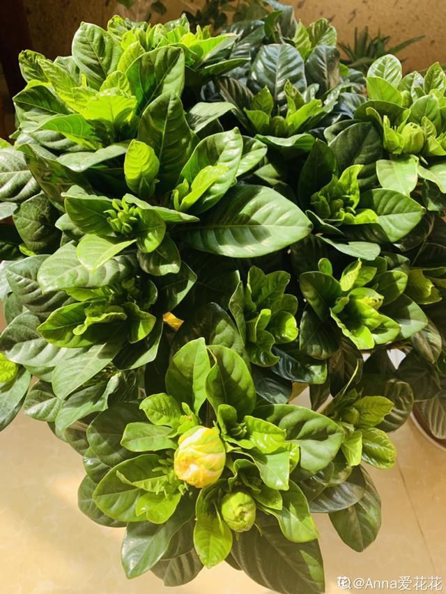 9种花真是老酒鬼,5天一小杯,叶子绿得像打蜡