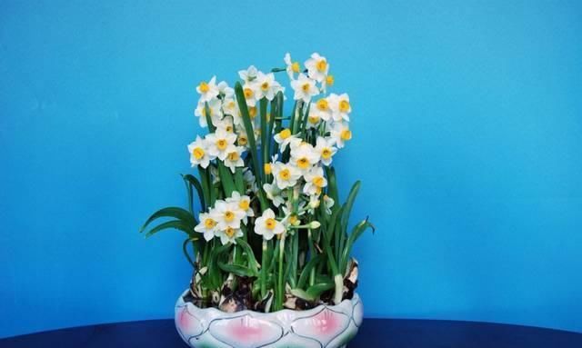 接给植物浇水|将吃剩下的果皮,简单一处理养花,让植物越长越旺