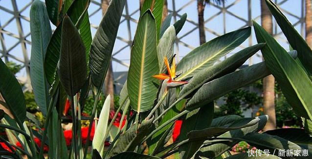 这种花鲜少人养,名字超好听,乃花卉极品