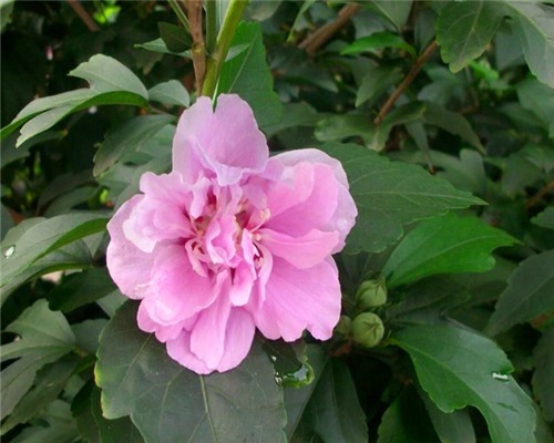 小木槿长期不开花教你3个养护小木槿的小妙招，阳台轻松变花海