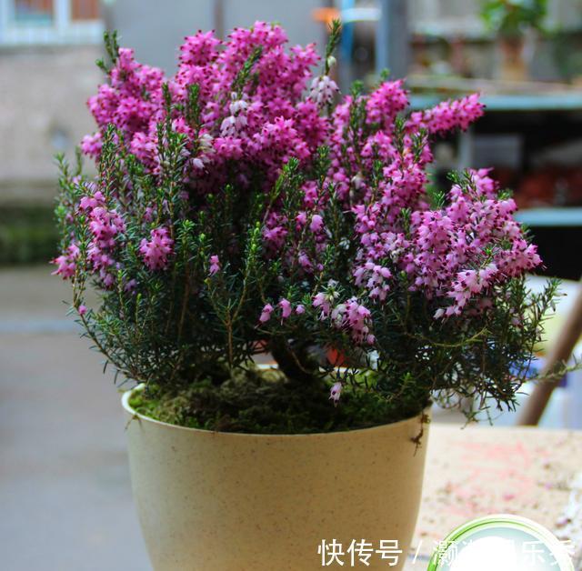 13种“昂贵花”,开花魅力无穷,可价格太高,养得起的人非富即贵