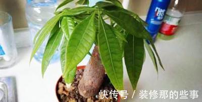 叶尖|避免发财树烂根，叶黄，从预防开始，千万要注意