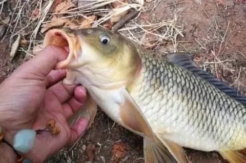 蚯蚓钓鱼已成过去,老渔翁教你只要2个蛋,半天就能钓90斤