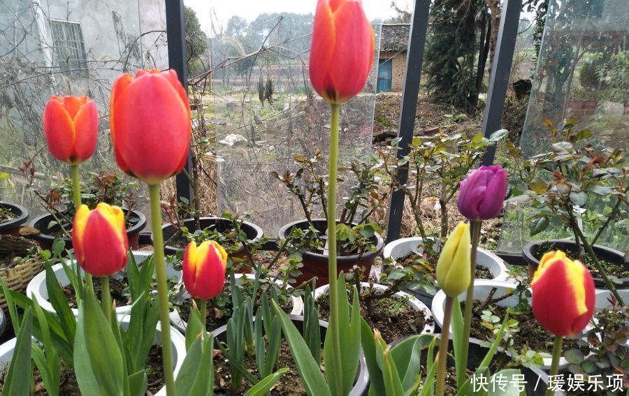 郁金香只长一片叶子不会开花到底是怎么回事这回涨经验了