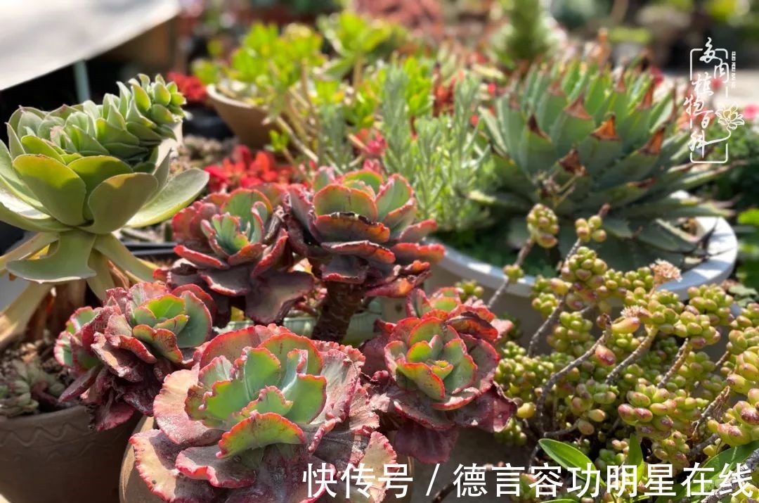 最美四月天,去杨姐的屋顶花园,赴一场花约!