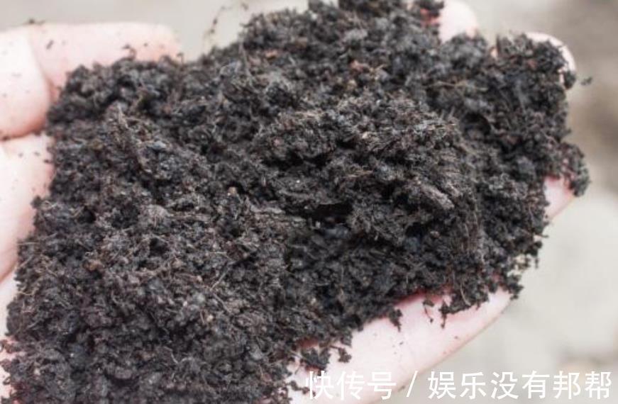 松针土|养花学会自己配土,省钱而且更肥沃,不论种什么花都能养得好