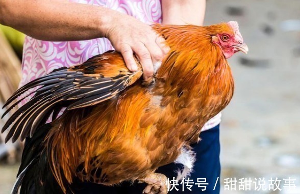 鸡皮|转告家人鸡身上4“器官”,也许营养少且毒素多,劝你少碰为妙