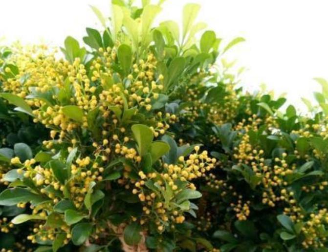 米兰花|4种漂亮花,好养易活能爆盆,日子红火财运滚滚,好看极了