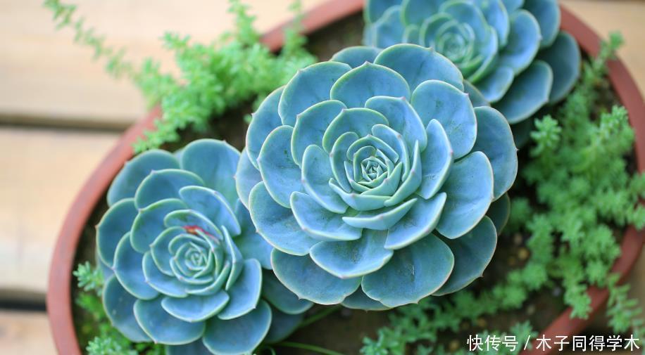 一般人|5种一般人养不活的多肉,入坑前要做“功课”,不然养一盆死一盆