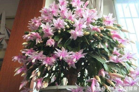 3种“便宜花”这样养一养，一年变“老桩”，开花千朵还“镇宅”！