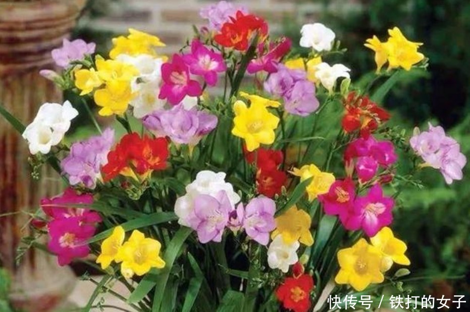 4种漂亮花,是花卉中的“佼佼者”,仙气十足,谁见了都想养!