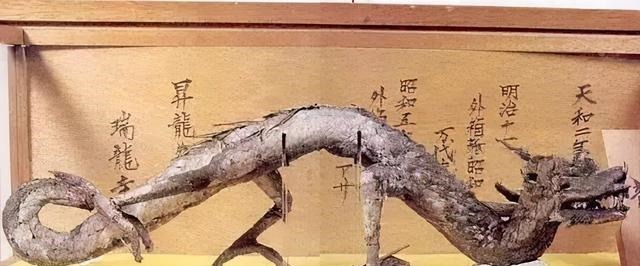 日本|日本瑞龙寺现存真龙标本,到底是真是假