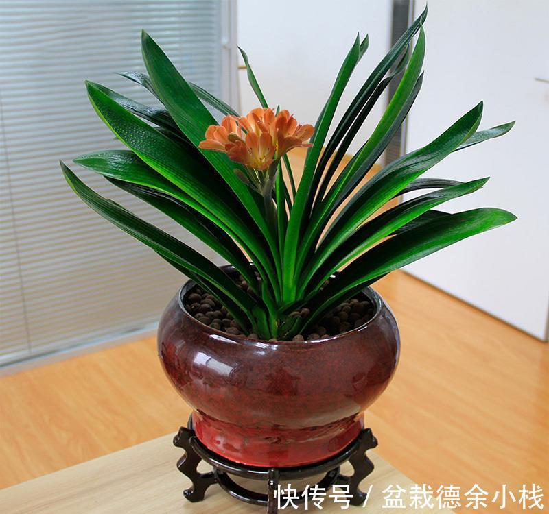 恶习|君子兰盆栽,忌讳这3个地方不走心,养成恶习