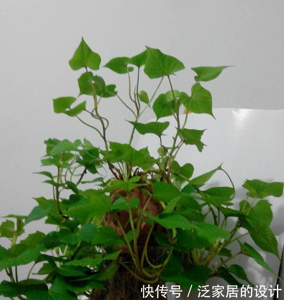 红薯还能这样玩,简单好养,一个月变盆景,生机盎然