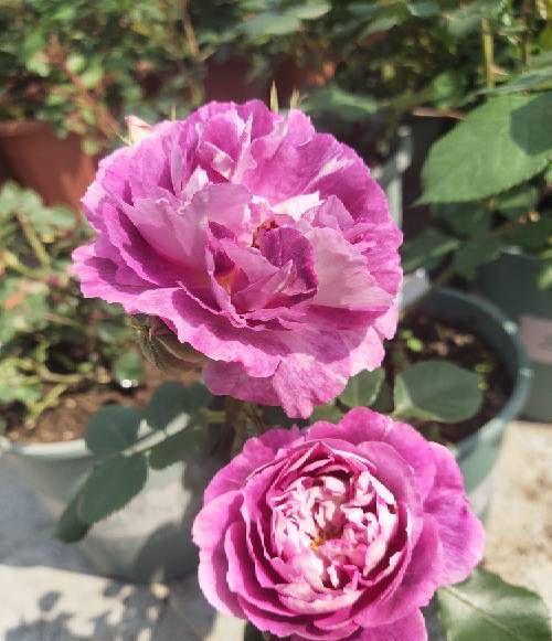 养花|夏季养花,3个浇水小窍门,枝叶绿油油,花儿越来越多