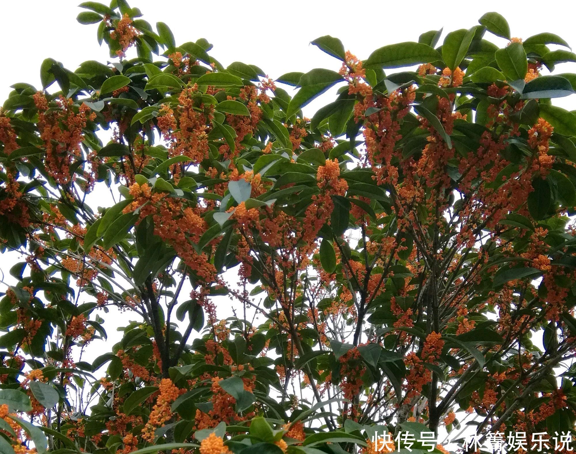 谢花|值得养护的两个桂花品种,开花浓香易爆盆,一年可以连续开三茬花