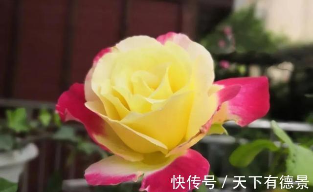 阳台上|养月季多年,筛选出8种灌木月季,适合阳台栽培,开花能力好