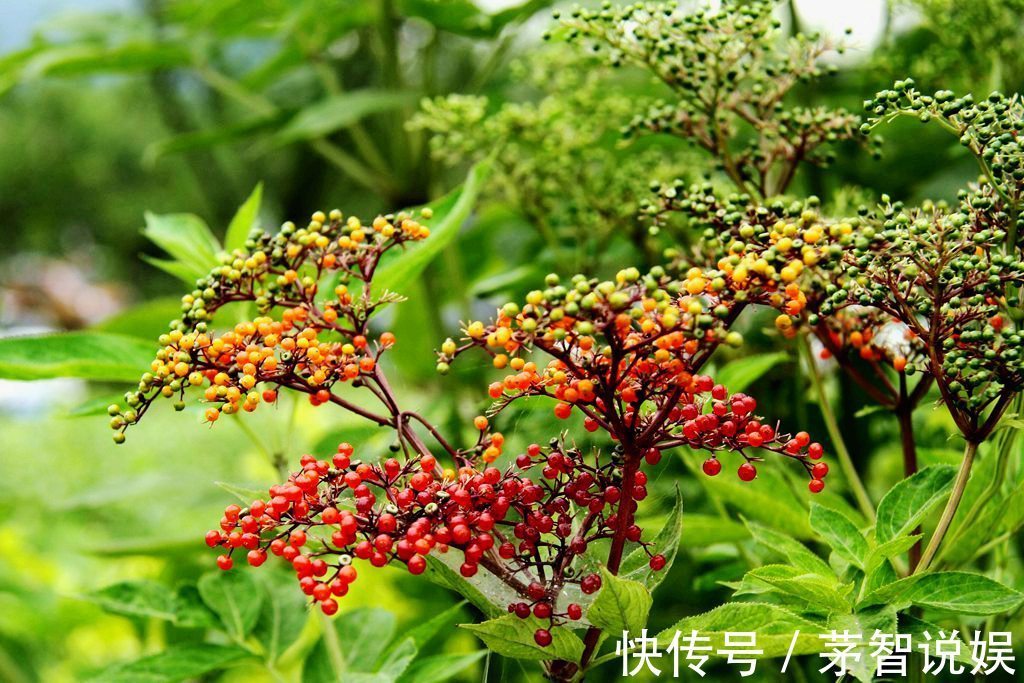 草药|一分钱不花就可治疗颈椎病腰椎病的草药,血满草,接骨草