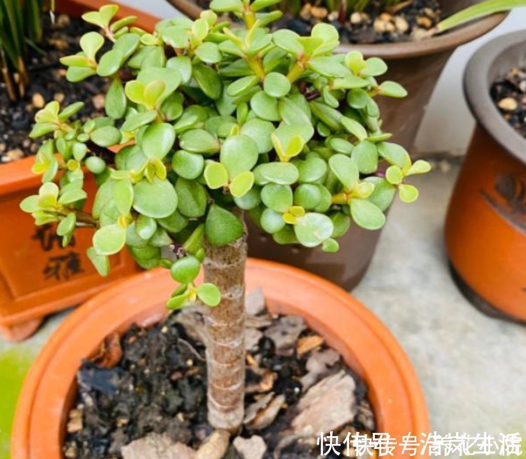 金枝玉叶,养成造型优美的盆景,需要做好几个关键事项