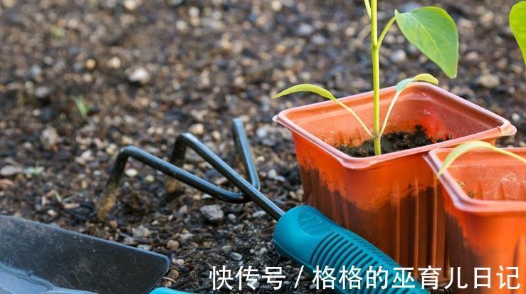 名词|见干见湿,定根水,这些绿植大神口中的专业名词原来是这个意思