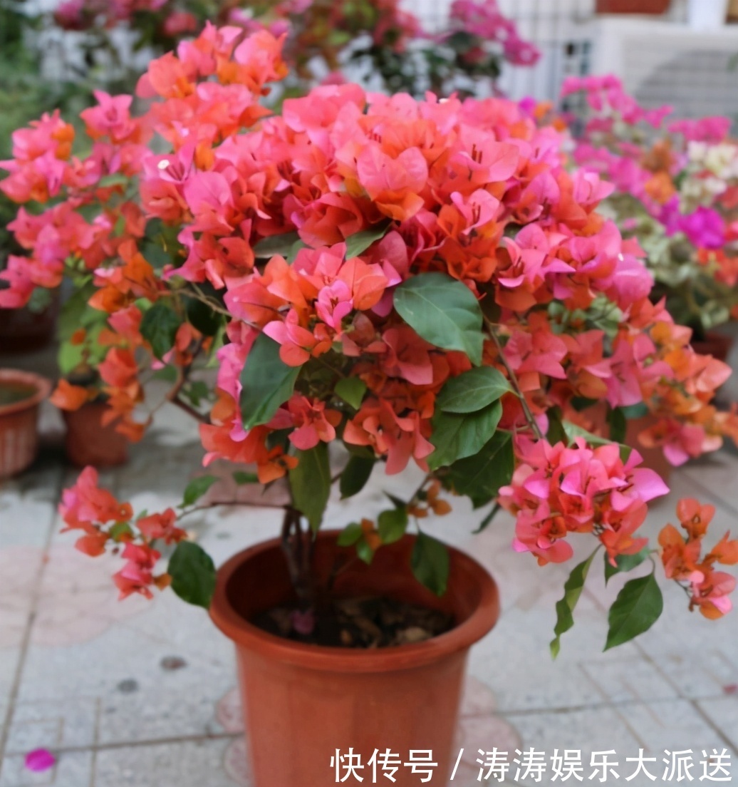 肥料|总结养花“十大问题”,只要学会,你就是养花大神