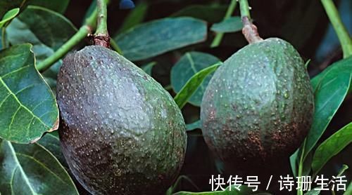 调养|人到中年想长寿,不妨多吃3种食物,调养脾胃、安神健脑