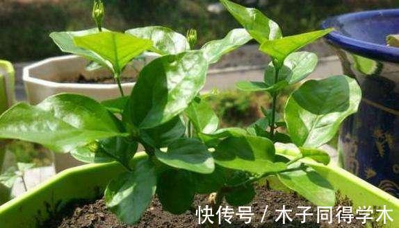 生根|立秋后,建议扦插6种花,温度适宜“利于”生根,成活率高