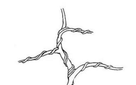 盆景蟠扎丝在盆景制作中的应用以及蟠扎中应注意哪些