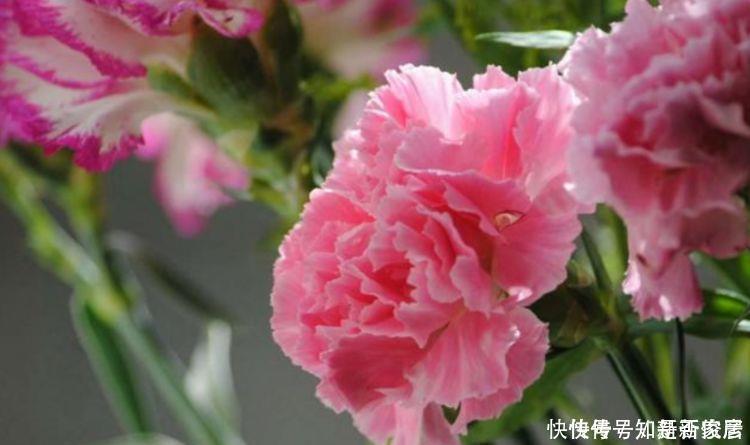 3种花开花量特别大，开完剪、剪完开，一开就是几百朵