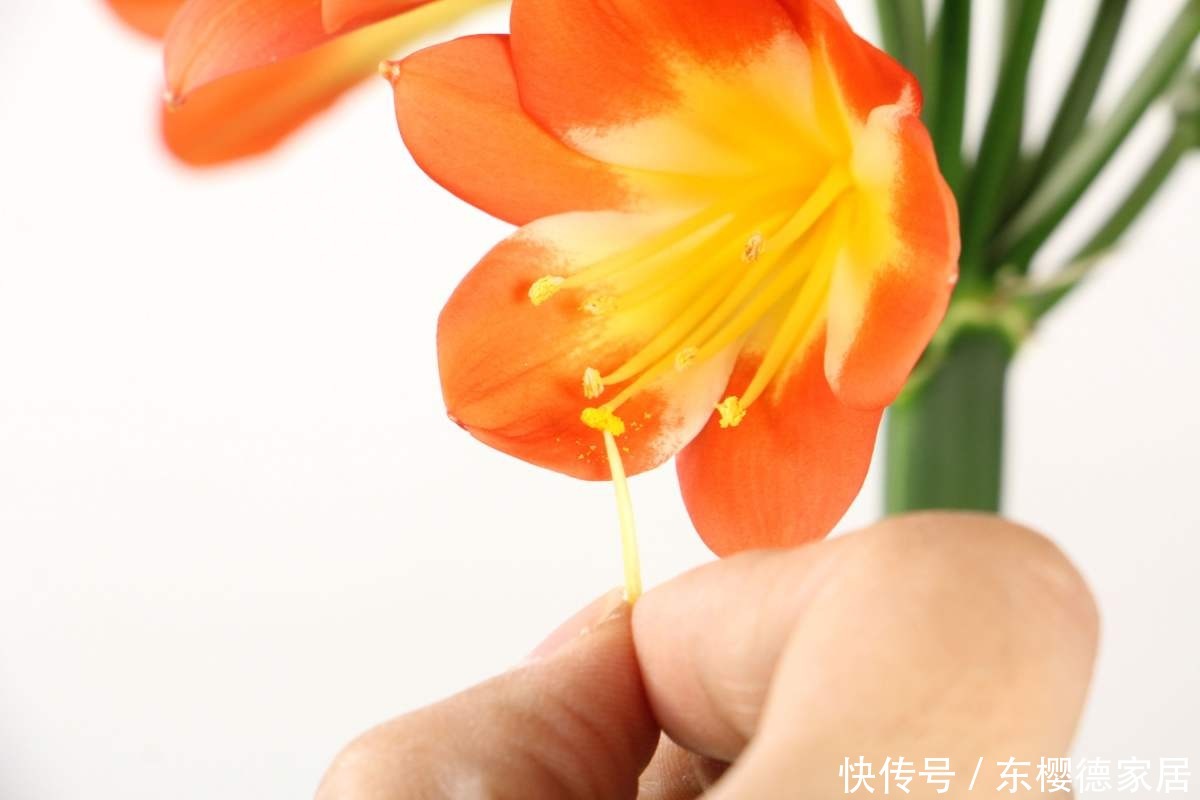 家里君子兰不开花?这4点做不好,容易黄叶还烂根!