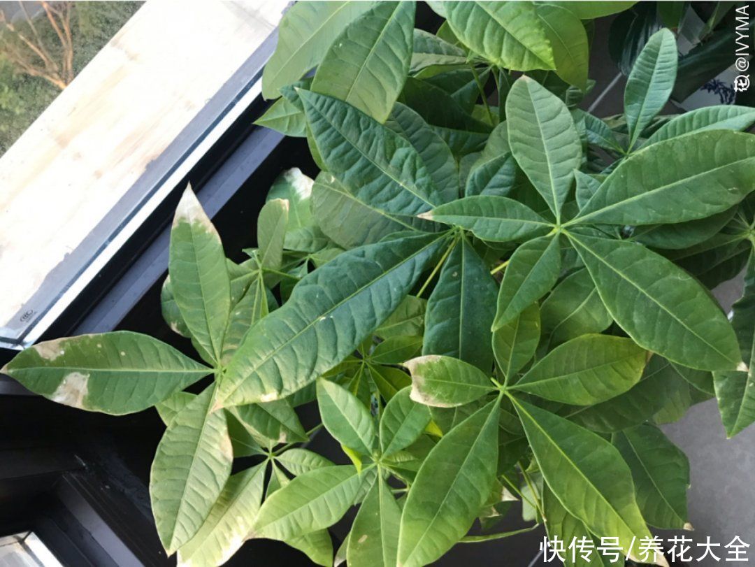 最怕晒的10种花，赶快搬进屋，否则会死掉