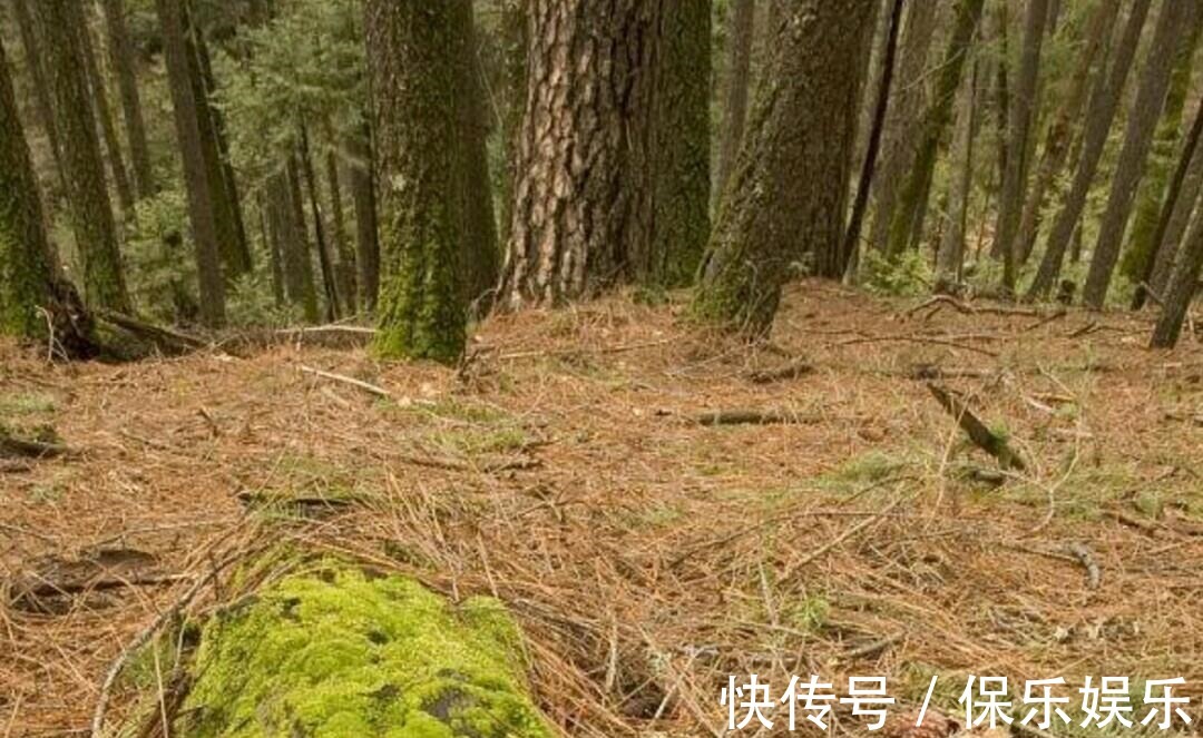 花肥|松树有2宝,松果壳、松针,带回家养花,效果比花肥强